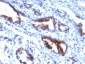  MUC3 (Mucin 3) Antibody - With BSA and Azide