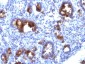  MUC3 (Mucin 3) Antibody - With BSA and Azide