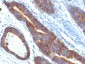  MUC3 (Mucin 3) Antibody - With BSA and Azide