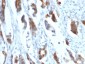  MUC5AC (Mucin 5AC / Gastric Mucin) Antibody - With BSA and Azide