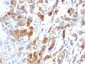  MUC5AC (Mucin 5AC / Gastric Mucin) Antibody - With BSA and Azide