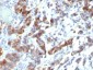  MUC5AC (Mucin 5AC / Gastric Mucin) Antibody - With BSA and Azide