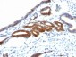  MUC6 (Mucin 6 / Gastric Mucin) Antibody - With BSA and Azide