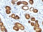  MUC6 (Mucin 6 / Gastric Mucin) Antibody - With BSA and Azide