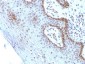  c-Myc Oncoprotein Antibody - With BSA and Azide