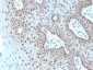  c-Myc Oncoprotein Antibody - With BSA and Azide