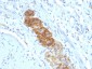  CD56 / NCAM1 / NKH1 (Neuronal Cell Marker) Antibody - With BSA and Azide