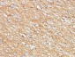  CD56 / NCAM1 / NKH1 (Neuronal Cell Marker) Antibody - With BSA and Azide