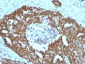  Nucleolin (Marker of Human Cells) Antibody - With BSA and Azide