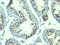  Nucleolin (Marker of Human Cells) Antibody - With BSA and Azide