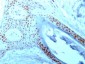  Nucleolin (Marker of Human Cells) Antibody - With BSA and Azide