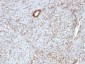  Nucleolin (Marker of Human Cells) Antibody - With BSA and Azide