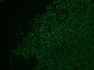  Nucleolin (Marker of Human Cells) Antibody - With BSA and Azide