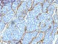  NGF-Receptor (p75) / CD271 (Soft Tissue Tumor Marker) Antibody - With BSA and Azide