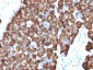  Ornithine Decarboxylase-1 (ODC-1) Antibody - With BSA and Azide