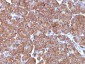  Ornithine Decarboxylase-1 (ODC-1) Antibody - With BSA and Azide