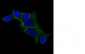  Ornithine Decarboxylase-1 (ODC-1) Antibody - With BSA and Azide