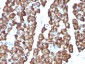  Ornithine Decarboxylase-1 (ODC-1) Antibody - With BSA and Azide