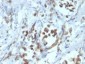 PAX6 (Stem Cell Marker) Antibody - With BSA and Azide