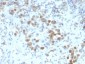  PAX6 (Stem Cell Marker) Antibody - With BSA and Azide