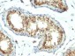  PAX7 (Rhabdomyosarcoma Marker) Antibody - With BSA and Azide