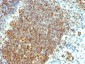  PCNA (Proliferating Cell Nuclear Antigen) (G1- & S-phase Marker) Antibody - With BSA and Azide