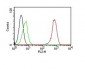  CD31 / PECAM-1 (Endothelial Cell Marker) Antibody