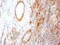  CD31 / PECAM-1 (Endothelial Cell Marker) Antibody - Culture Supernatant 
