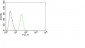  CD31 / PECAM-1 (Endothelial Cell Marker) Antibody - With BSA and Azide