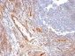  CD31 / PECAM-1 (Endothelial Cell Marker) Antibody - With BSA and Azide