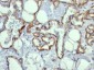  CD31 / PECAM-1 (Endothelial Cell Marker) Antibody - With BSA and Azide