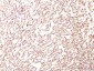  Podocalyxin (PODXL) (Hematopoietic Stem Cell Marker) Antibody - With BSA and Azide