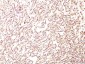  Podocalyxin (PODXL) (Hematopoietic Stem Cell Marker) Antibody - With BSA and Azide