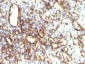  Podocalyxin (PODXL) (Hematopoietic Stem Cell Marker) Antibody - With BSA and Azide