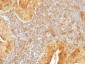  Cytochrome C (Mitochondrial Marker) Antibody - With BSA and Azide