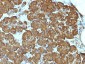  Cytochrome C (Mitochondrial Marker) Antibody - With BSA and Azide