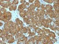  Cytochrome C (Mitochondrial Marker) Antibody - With BSA and Azide