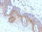  Beta-2 Microglobulin (Renal Failure & Tumor Marker) Antibody - With BSA and Azide
