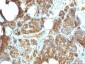  Parathyroid Hormone (PTH) (C-Terminal) Antibody - With BSA and Azide