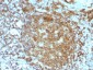  CD45RA (Leucocyte Marker) Antibody - With BSA and Azide