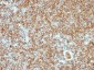  CD45RB (B-Cell Marker) Antibody - With BSA and Azide