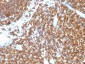  CD45RB (B-Cell Marker) Antibody - With BSA and Azide