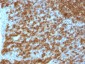  CD45RA (Leucocyte Marker) Antibody - With BSA and Azide