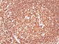  CD45 / LCA (Leucocyte Marker) Antibody - With BSA and Azide