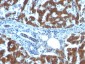  Retinol Binding Protein-1 (RBP1) Antibody - With BSA and Azide