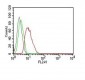  Cyclin D1 (G1-Cyclin & Mantle Cell Marker) Antibody