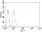  Cyclin D1 (G1-Cyclin & Mantle Cell Marker) Antibody - With BSA and Azide