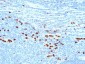  Macrophage L1 Protein Antibody - With BSA and Azide