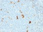  Macrophage L1 Protein Antibody - With BSA and Azide