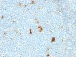  Macrophage L1 Protein Antibody - With BSA and Azide
